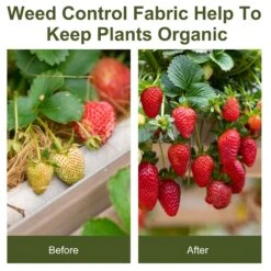 Outsunny 2 X 50 M Fabric Landscape Weed Barrier 15 Outsunny 2 X 50 M Fabric Landscape Weed Barrier -Home Furnishing Serie Shop 1624271851 33238600 0197bfd0 7ca2 4353 8b8d e749ed785bfd