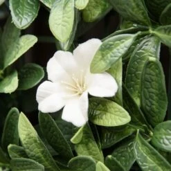 Outsunny Faux Green Floral Wall Trellis - 12 Pieces -Home Furnishing Serie Shop F8Ib6d17e2f02ca91 30447c1f 2df6 4380 a65f 12b33a8e5e0b